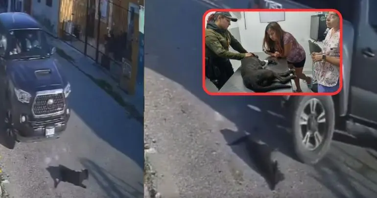video conductor atropella a perrita en repetidas ocasiones en yucatan