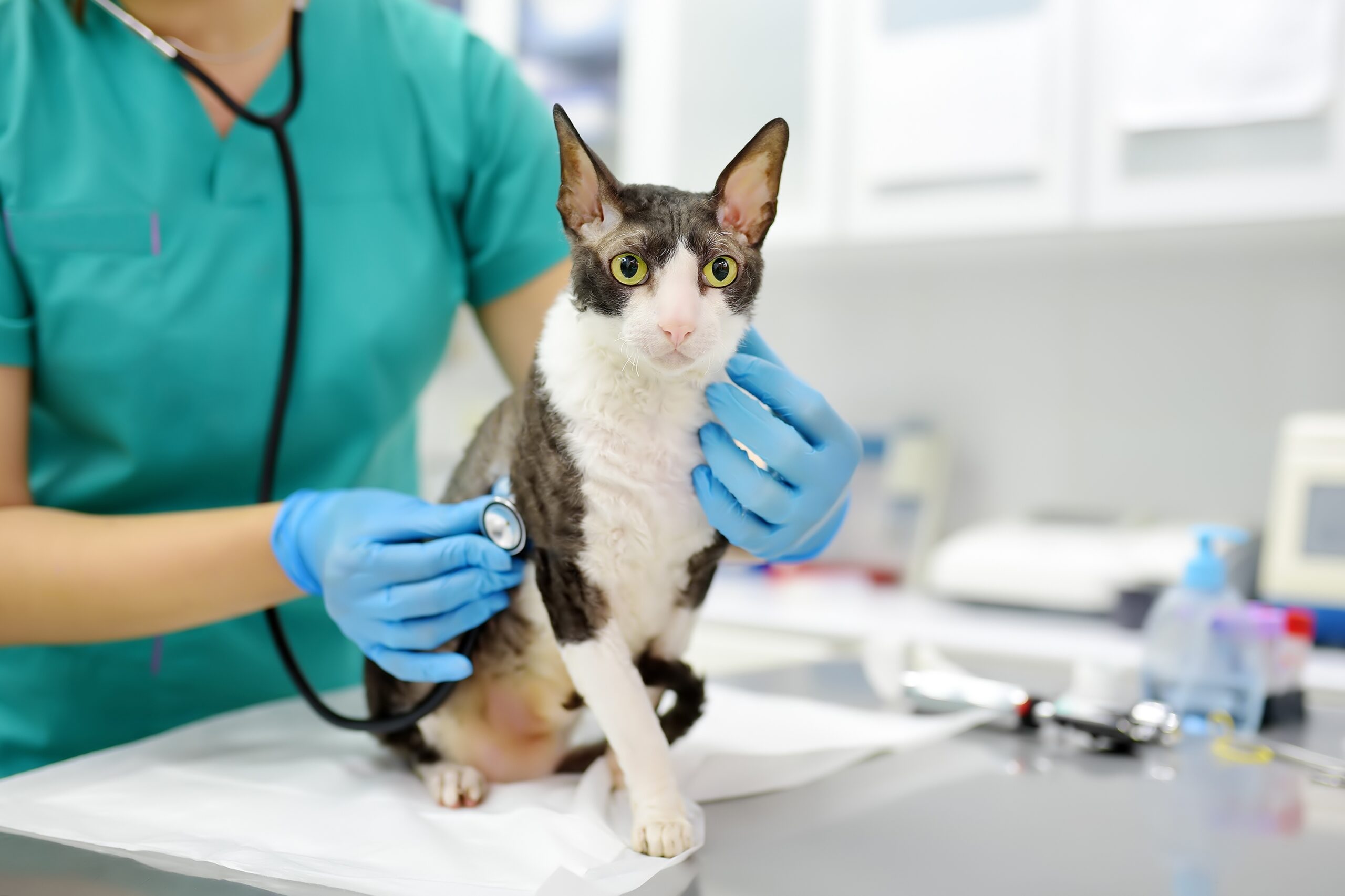 Día mundial del Médico Veterinario, 26 de abril. La investigación y desarrollo para el bienestar animal
