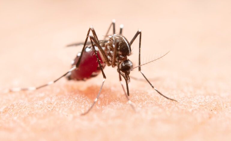 Presencia de dengue en México: Cerca de 4 mil casos de dengue a nivel nacional en lo que va del año