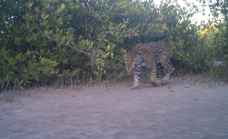 JAGUAR NACHO La papalota