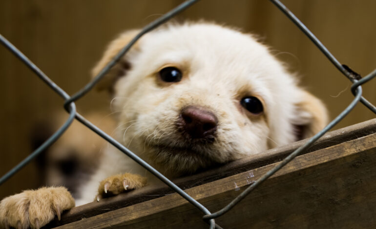 Día Mundial del Perro sin Raza: 5 razones para adoptar lomitos de raza única