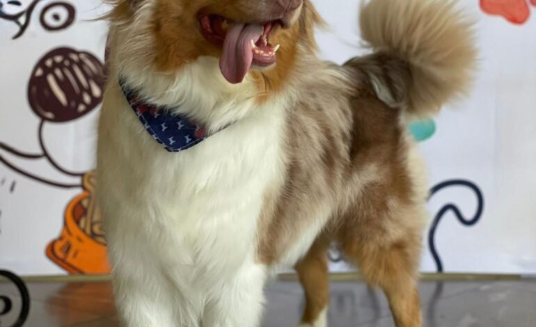 Petco celebra a los perros senior