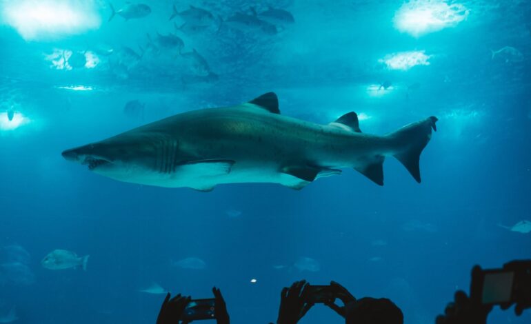 experiencia inmersiva tiburones chapultepec 6 scaled e1695847738483.webp 1 scaled 1