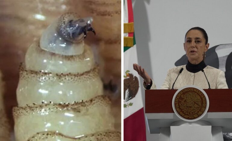 México busca reabrir frontera al ganado; Sheinbaum dice que cierre fue desproporcionado