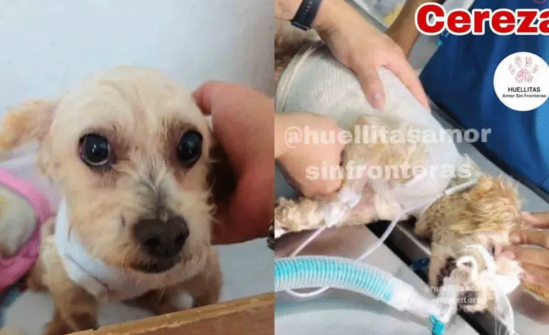 Perrita Cereza sobrevive a su primera cirugía reconstructiva