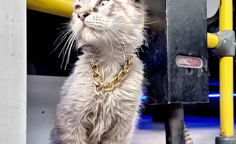 1fa0e004 0bd2 45a1 b738 ff3f6f3fa8ff