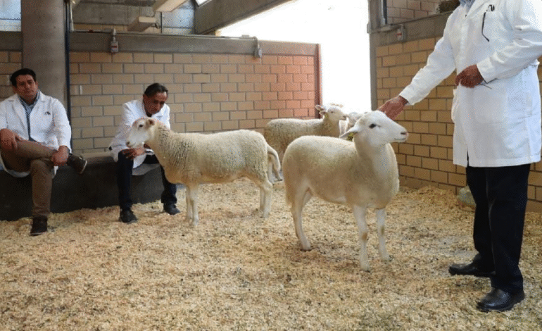 México presenta su primer borrego clonado: el inicio de la zoogenética del futuro