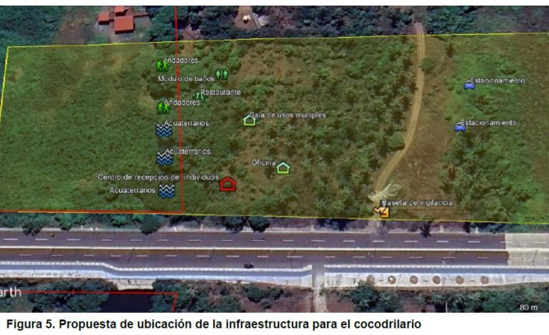 Presentan en la COP30 un modelo de convivencia entre humanos y cocodrilos para enfrentar el cambio climatico en Michoacan