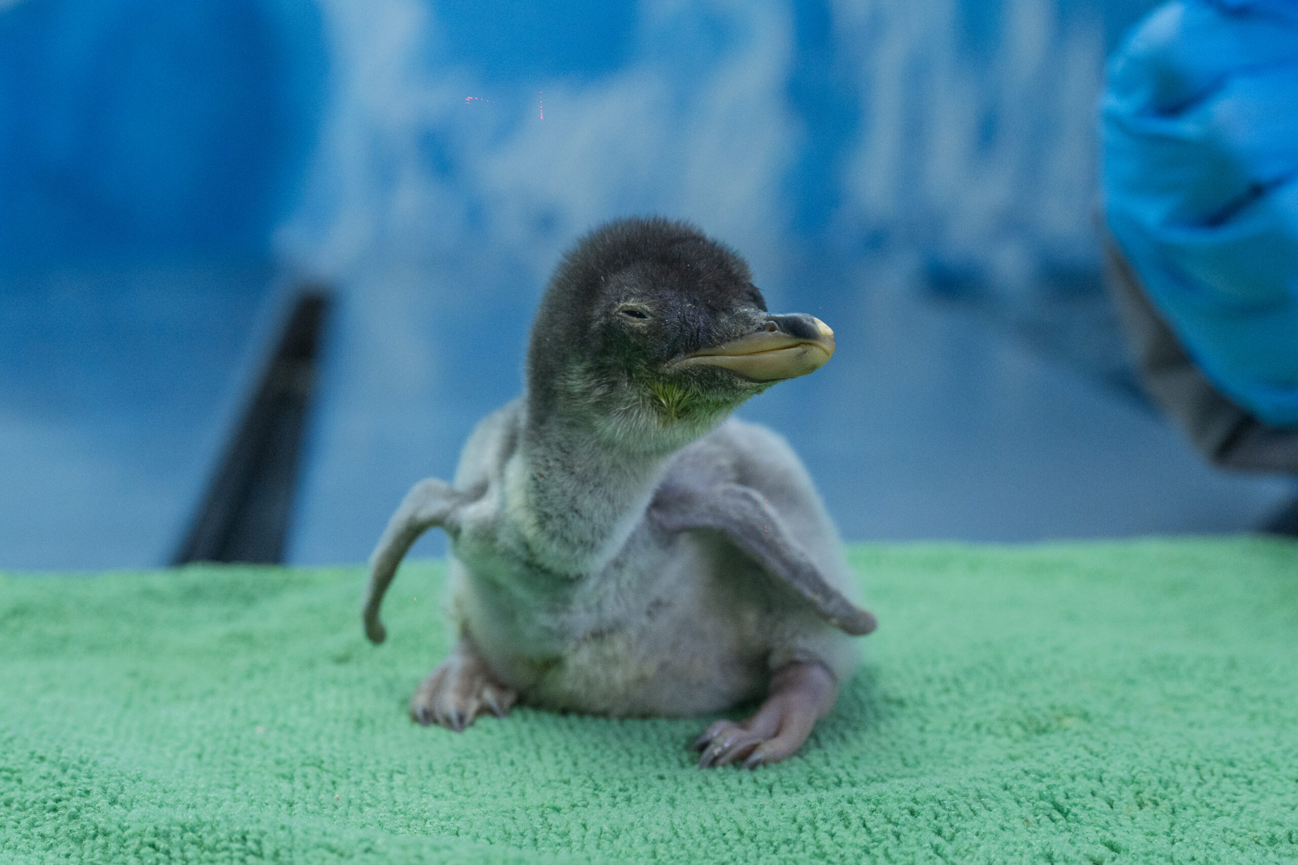 Bebe Pinguino 3 scaled