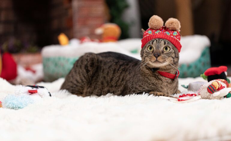 Petco llama a priorizar la responsabilidad antes de regalar una mascota en Navidad o Día de Reyes