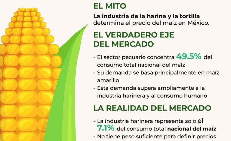 El sector pecuario concentra 49.5 % del consumo de maíz en México: GCMA