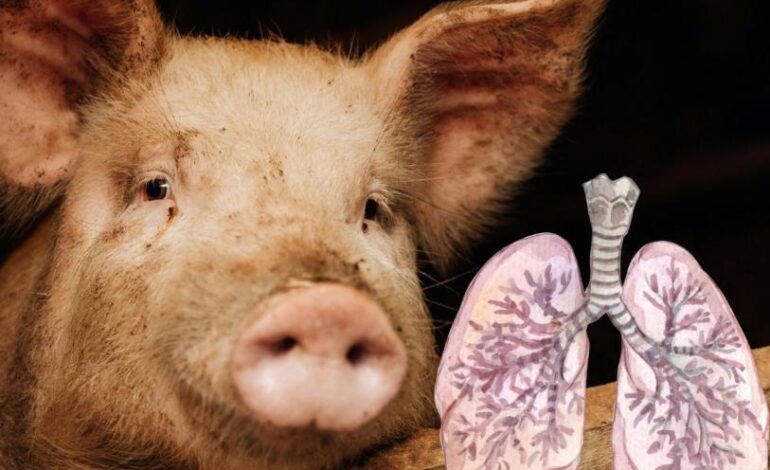 Cataluña reporta primer caso de gripe porcina en humano desde 2024