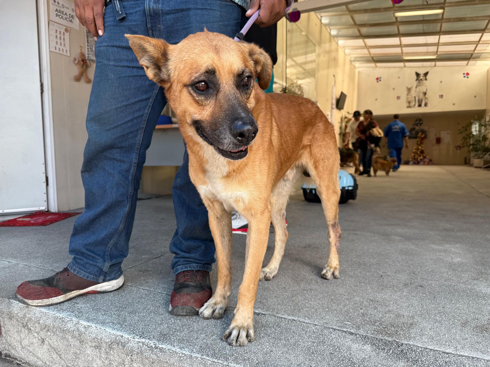 ¿Buscas un milagro peludo? Llega el Primer Adoptatón de «Perros Peregrinos» a la CDMX
