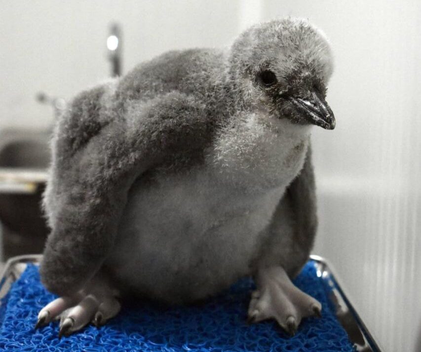 El primer pingüino barbijo de Latinoamérica ya tiene nombre: Leo