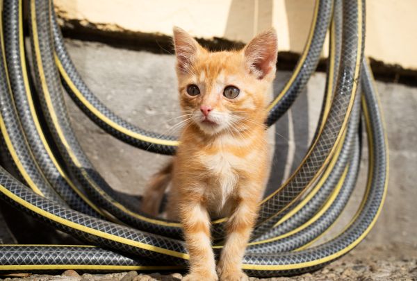 Alerta global: tutores ignoran amenazas parasitarias que ponen en riesgo a sus mascotas