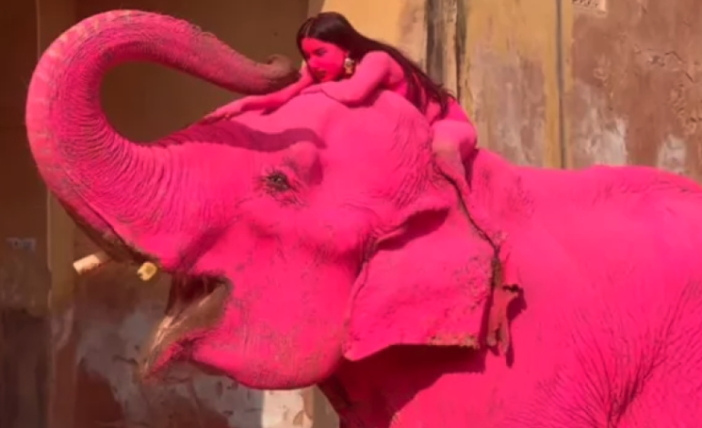 Indignación en India por la muerte de elefante pintado de rosa para una sesión fotográfica