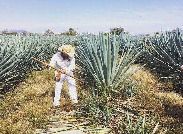 Agave
