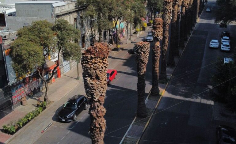 Sedema retirará 9 mil palmeras icónicas: ¿Qué plaga las amenaza?
