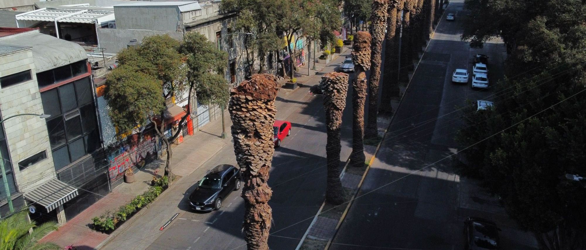 Sedema retirará 9 mil palmeras icónicas: ¿Qué plaga las amenaza?