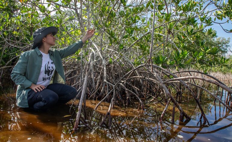El gobierno de Yucatán y WWF protegerán 580 mil hectáreas