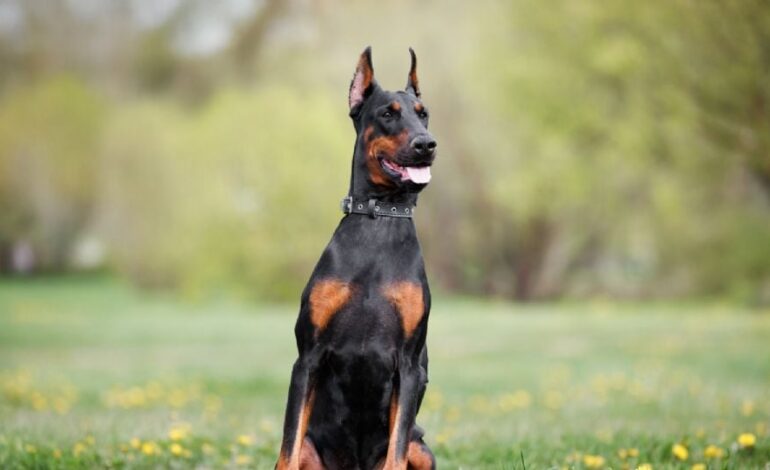 Detectan el primer caso de gusano barrenador en la CDMX: se trata de un perro dóberman