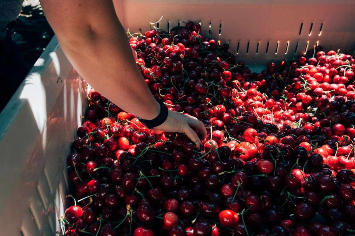 ¡Llegaron las Cerezas de Verano! Mayor volumen, mejor calidad y sabor excepcional