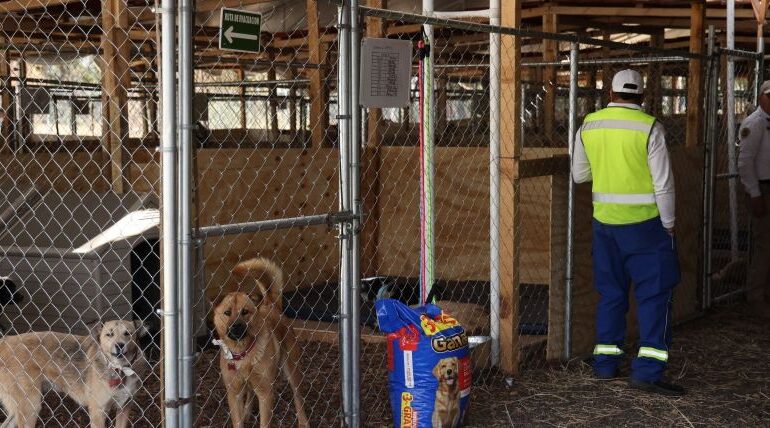 Fundación Haghenbeck denuncia a funcionarios de la CDMX por presuntas omisiones en casos de crueldad animal