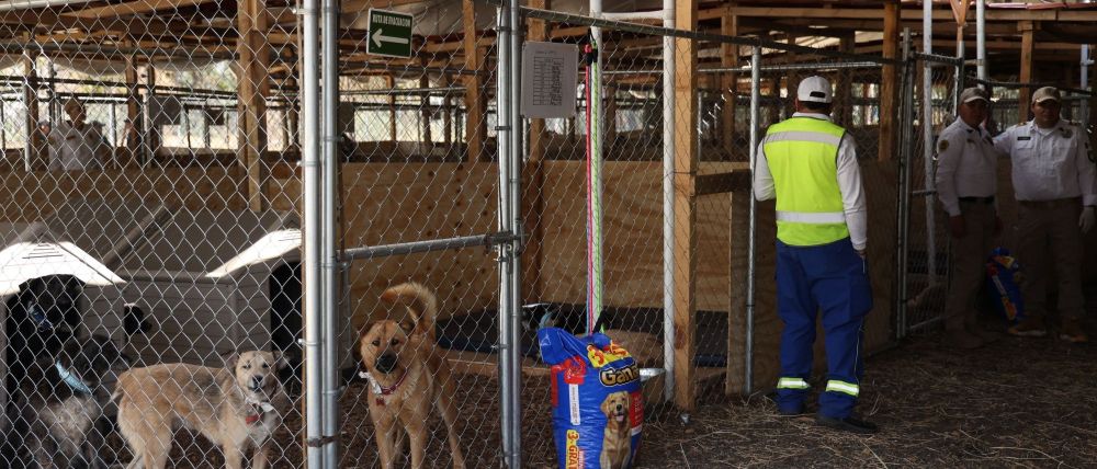 Fundación Haghenbeck denuncia a funcionarios de la CDMX por presuntas omisiones en casos de crueldad animal