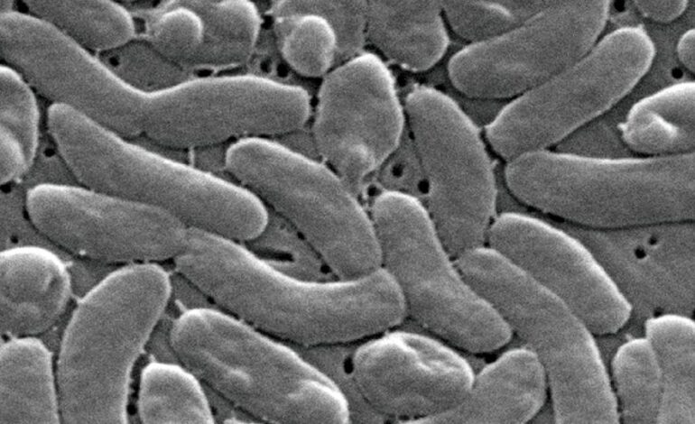 Alertan por la presencia de una bacteria carnívora en costas de Louisiana; aumentan los casos