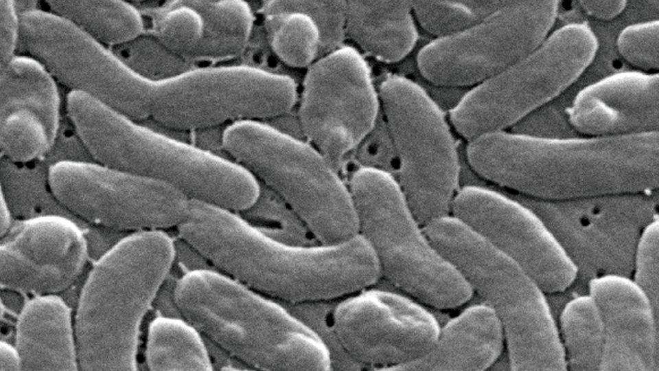 Alertan por la presencia de una bacteria carnívora en costas de Louisiana; aumentan los casos