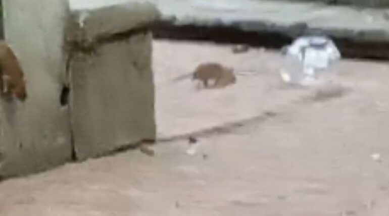 Denuncian plaga de ratas y mosquitos en el Jardín Tabacalera en la Cuauhtémoc