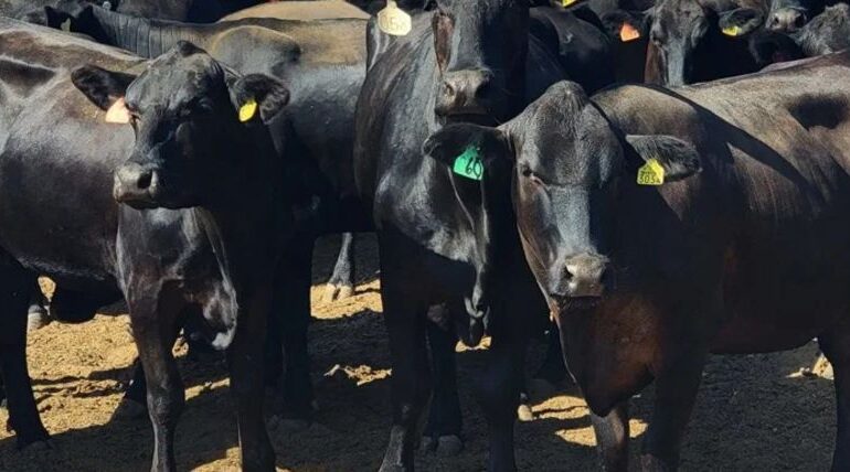 Únicamente las Californias quedan libres de la plaga del gusano barrenador