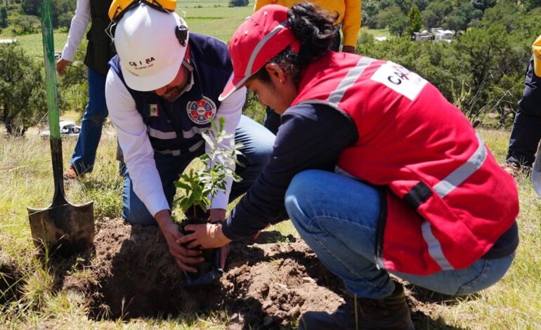 México ante el reto de recuperar sus bosques