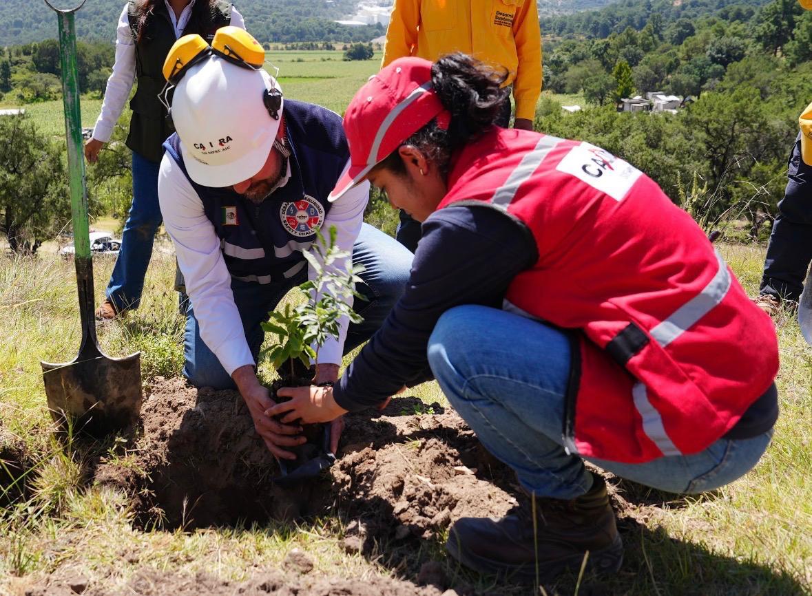 México ante el reto de recuperar sus bosques