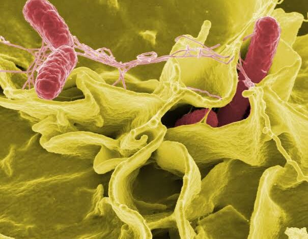 Salmonella3