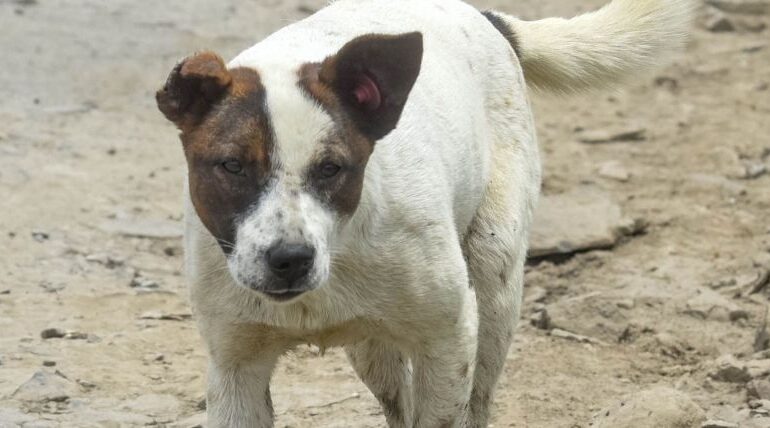Indignación en Tlatelolco por la muerte de un perro al caer desde el piso 11 de un edificio