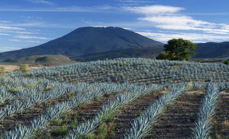 Agave 1