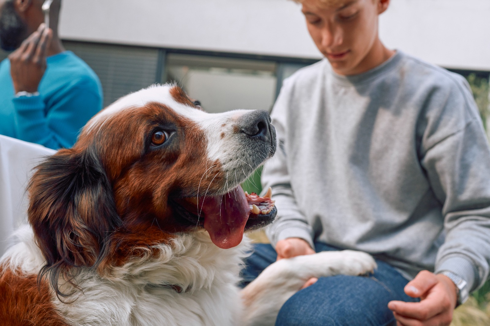 Uso responsable de medicamentos veterinarios protege la salud de las mascotas