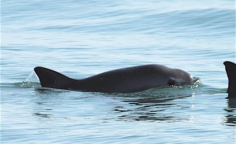vaquita mexico