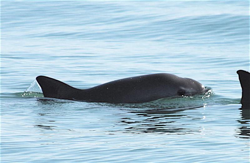Reestructuran hábitat de la vaquita marina: Semarnat reduce 86% el polígono de prohibición